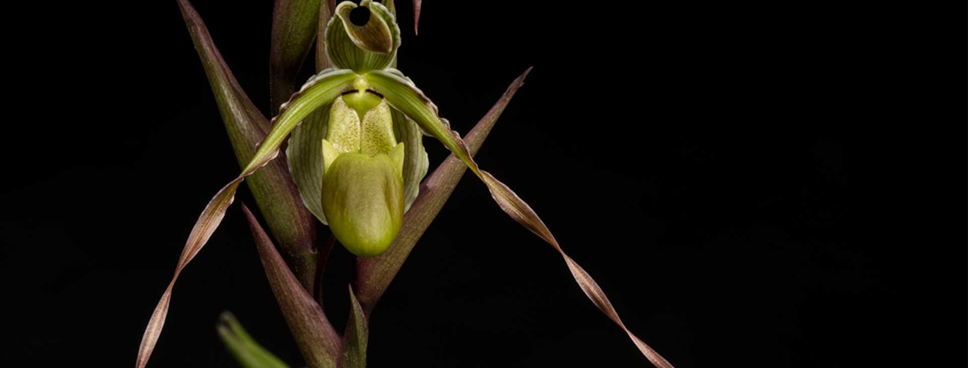 Descubre las imágenes de las más increíbles variedades de orquídeas.