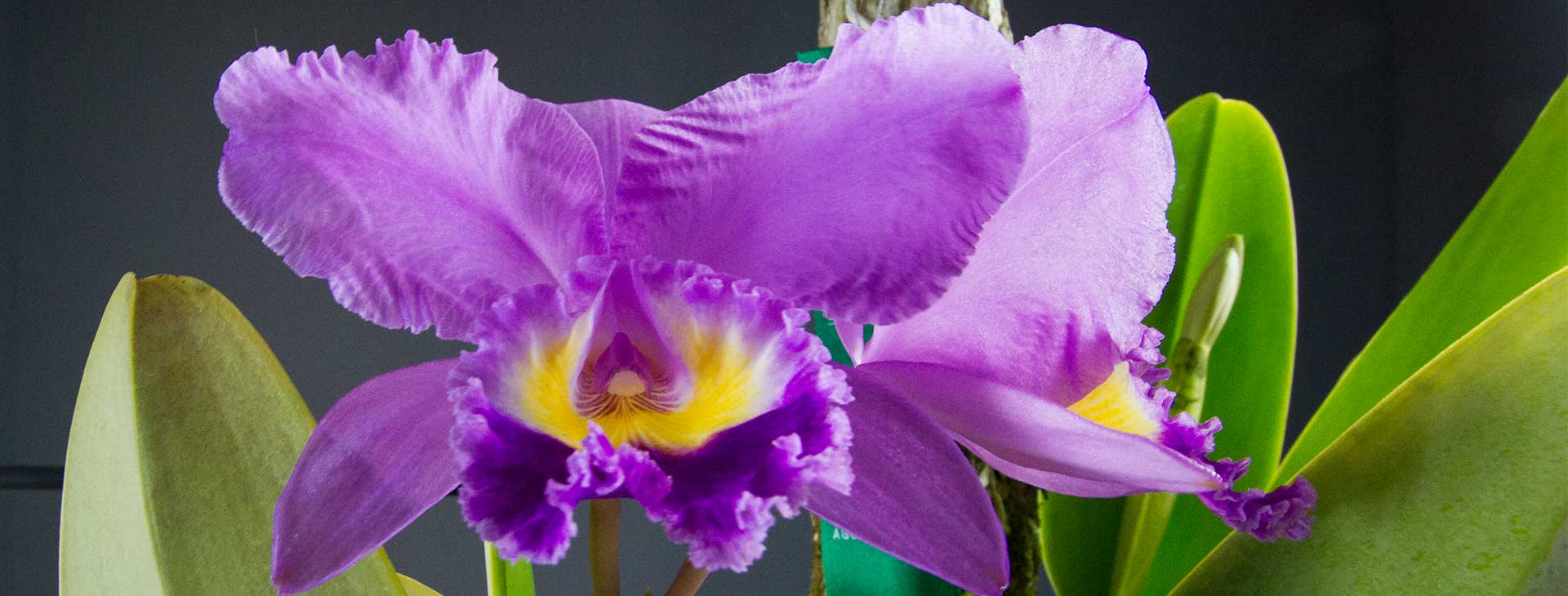 Descubre las orquídeas más bellas de Risaralda