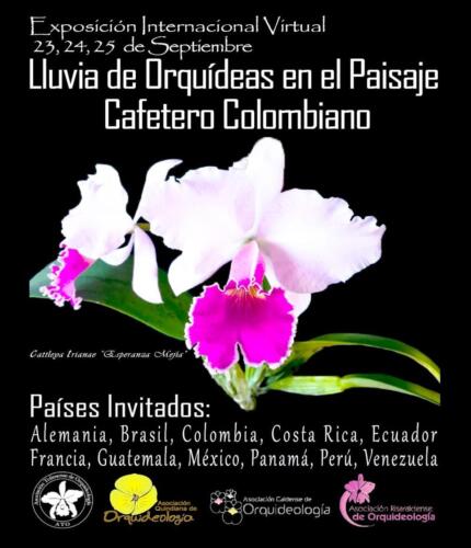 Afiche- imagen